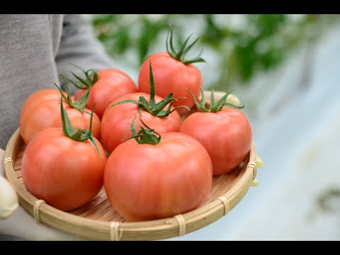 , title : '【ＪＡ取材班が行く】水耕栽培のトマト温室'