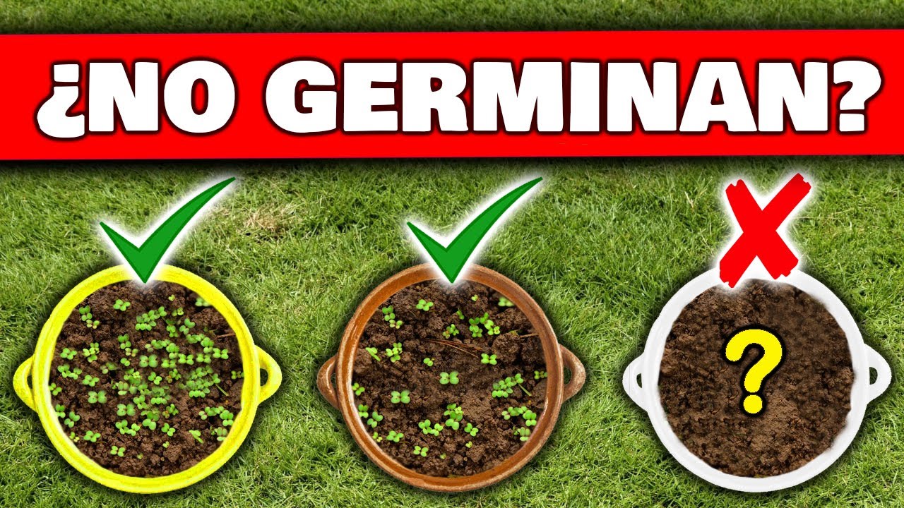 ¿Tengo que germinar semillas antes de plantar?