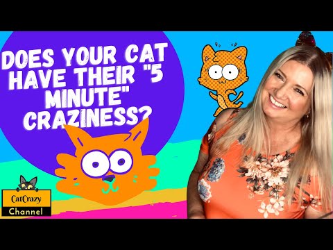 Why do cats go crazy sometimes? 😻 CatCrazy