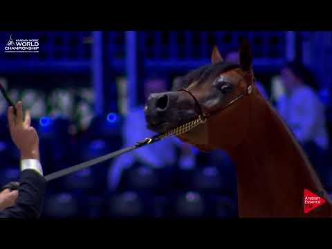 N.29 LOULOU AL NASSER - Paris 2017 - Junior Fillies (Class CM2A)