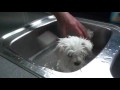 Hazel In The Bath