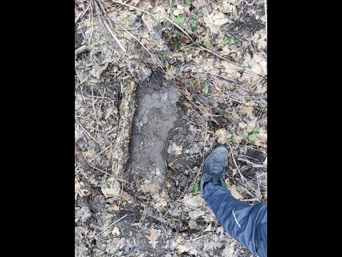 ALMASTY AS SERVANTS OF THE HUMANS: CRYPTIDS OF  NORTH CAUCASUS