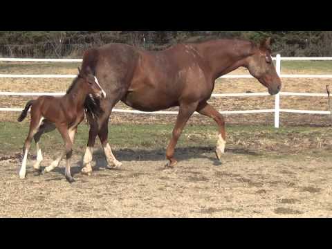 2014 Diarado filly