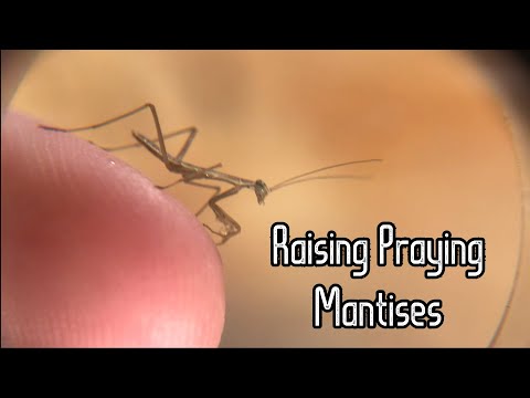 The Guide to Raising Praying Mantises: Part One
