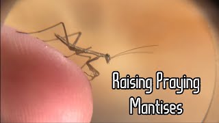The Guide to Raising Praying Mantises: Part One