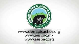 preview picture of video 'Lobo Gris Mexicano en Sierra Picachos, Nuevo León por OVIS y AESPAC (Cápsula 3)'