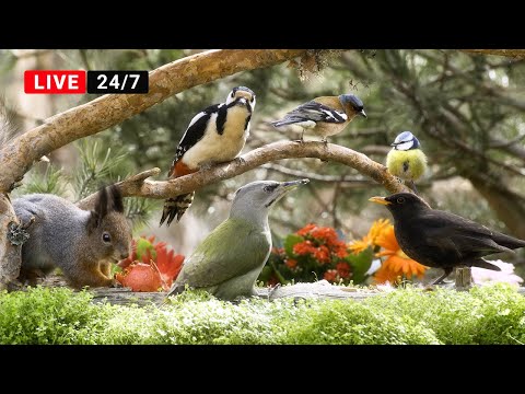 ????24/7 LIVE: Cat TV for Cats to Watch ???? Springtime Little Birds and Red Squirrels (4K)
