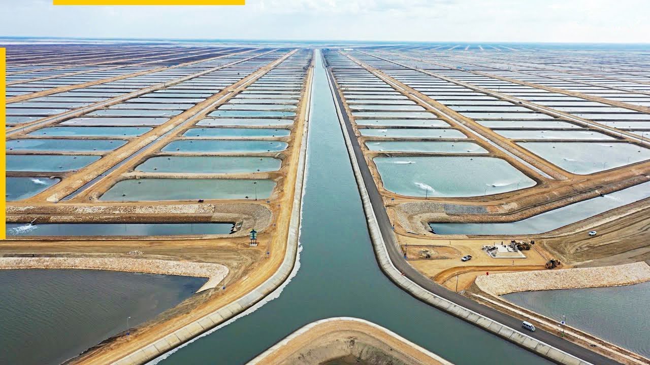 COMO ESSE MEGA PROJETO TORNARÁ O EGITO O MAIOR PRODUTOR DE PEIXE DO CONTINENTE [PISCICULTURA]