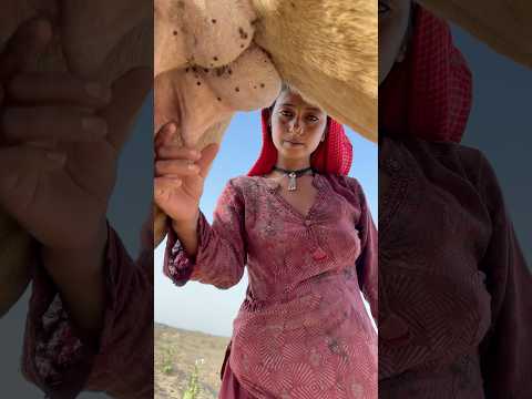 Desert life in india #india #traditionallife #villagelife #camel milk #camel video