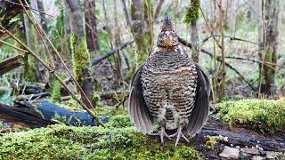 Download lagu Burung Ruffed Grouse Menghasilkan Suara Tabuhan Liar | Penghargaan Fotografi Audubon 2022 | Michael Melton mp3