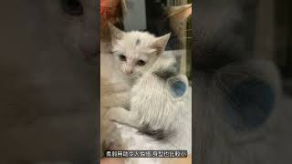 2019.5.6新成員小浪貓