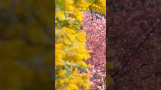 他愛無い日々を繋ぐように #春先 #エイハブ #バンド