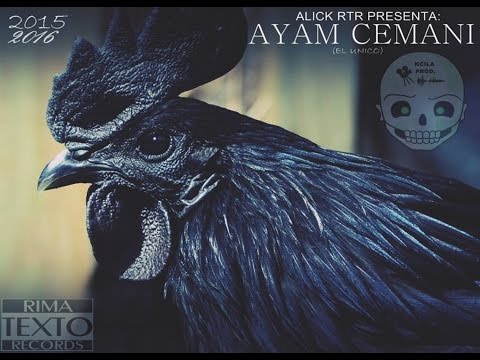 alick rtr - subele al volumen - con mentez urbanaz - ayam cemani 2015-2016