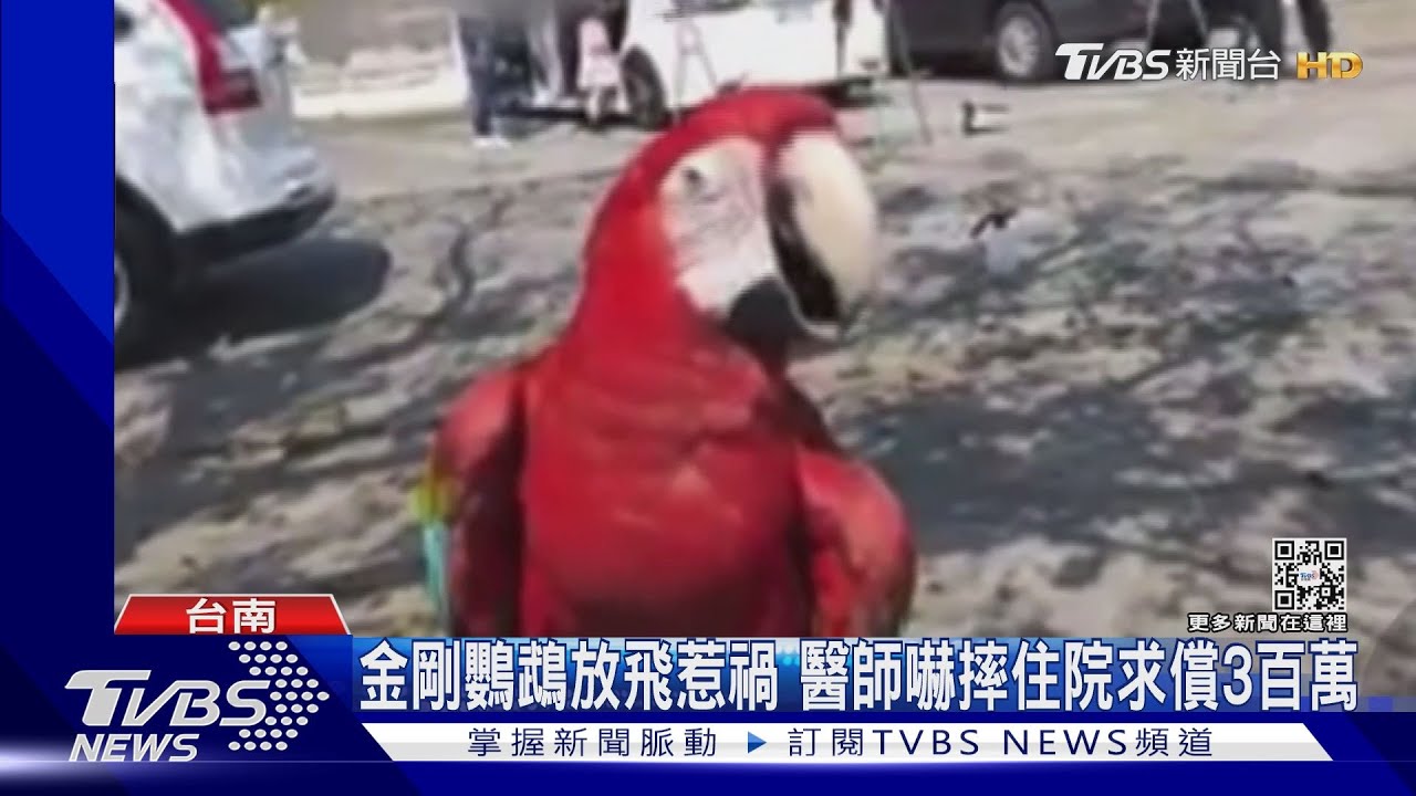 金剛鸚鵡放飛惹禍 醫師嚇摔住院求償3百萬