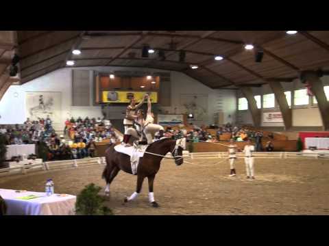 CVI Bern 2015 - Harlekin SUI (CVIJ2*)