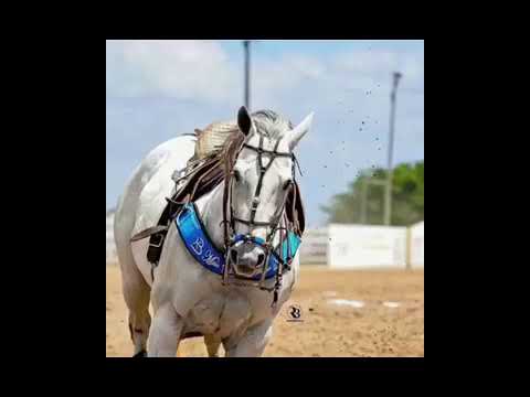 VIDEO VAQUEJADA PISADINHA DE LUXO - AMOR DE MENTIRA