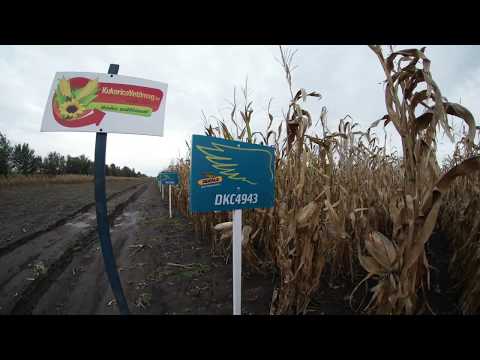 Dekalb DKC4943 kukorica vetőmag KukoricaVetőmag.hu Kft. 2017