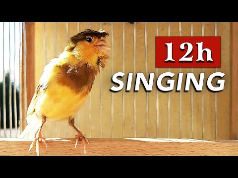 Canary 12h Singing - The Best Training Song