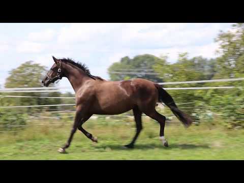 Schicke Hannoveraner Stute von Lemonys Nicket x D'Olymic / Donnerhall