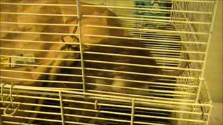 Rat Experimental Video: Rattus Norvegicus