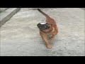Dog Balancing A Cup Of Water While Walking