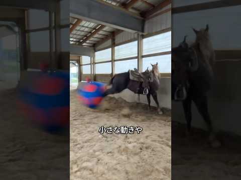 馬の後ろにいると大変なことになる理由