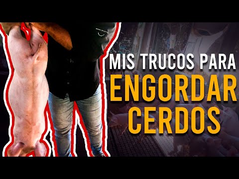 TRICKS to FATTEN PIGS