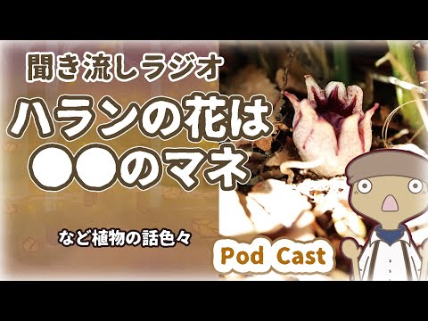 常緑樹のバルコニーに適したつる性の植物はどれですか?この7種は冬でも葉を落とさない！  庭園