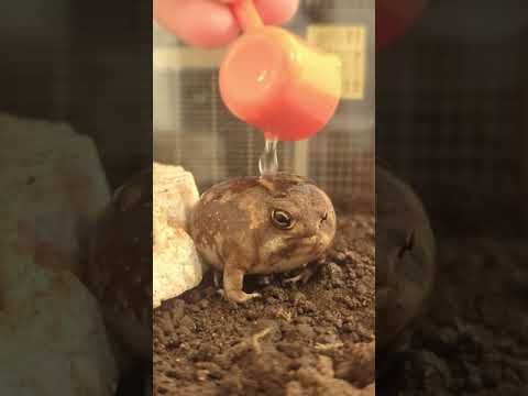 IUCN分類における絶滅の危険性を示す図。