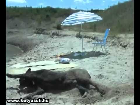 Shakib,Shaima,Shobha@Morshalin