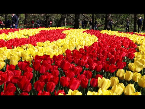 Keukenhof 2022 in full bloom - The beautiful park full of color on a sunny day - 4K