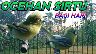 Download lagu CIPOH NGEKREK PANJANG ‼️ Ocehan Sirtu Dipagi Hari || Buktikan SENDIRI mp3