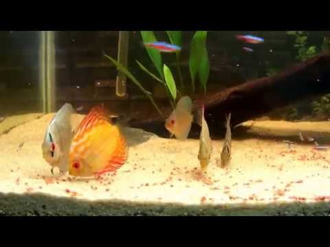 Aquário Amazônico Low Tech