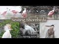 Nesting Shorebirds