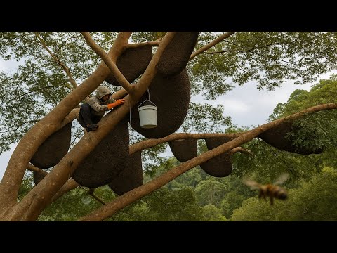 Tree Climbing Skills Without Fear of Heights, Harvesting Honey From Dangerous Tall Trees