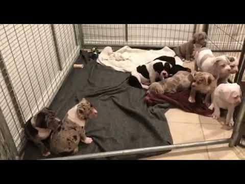 1000$ most expensive american bully free giveaway #shorts