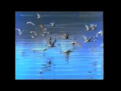 Köshrimp - WARM INSIDE