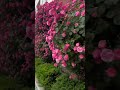 Rose Garden