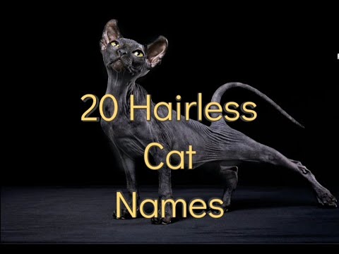 20 Hairless cat names |10 female and 10 male names for your hairless kitty