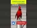 Cardinal Call | Cardinal Sound #shorts #cardinal
