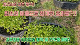 고추 모종 정식 시 100프로 활착 방법!! 농사의 여신표 고추 농사 잘 짓는 법!!