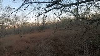 Whitetail does feeding calmly/ relaxing wildlife video