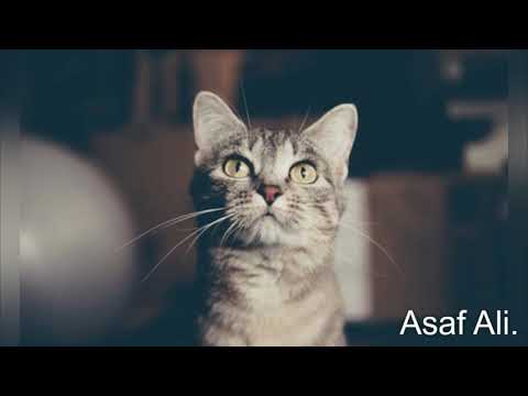 CATS BIG AND SMALL BY ASAF ALI .  Animotica 25 11 6 29 13