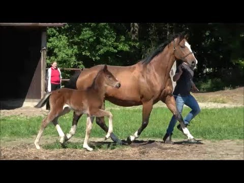 *2019 Stute von Dancier Gold - Prince Thatch xx