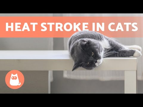 HEAT STROKE in CATS - Symptoms and First Aid