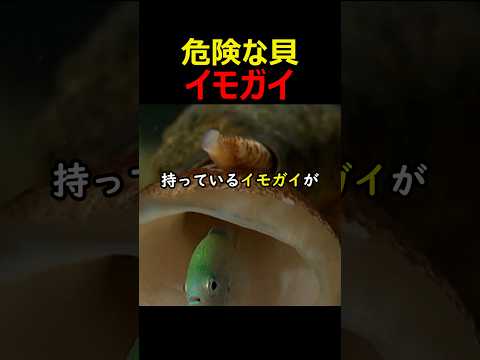 危険な貝イモガイ