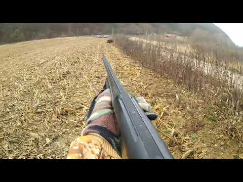 Полювання на кабана 2019