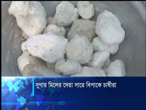 ফরিদপুর সুগার মিলসের দেয়া জমাট বাঁধা ইউরিয়া সার নিয়ে পড়েছেন চাষীরা | ETV News