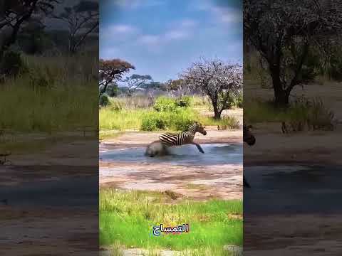 أغرب اللحظات وأكثرها إثارة للدهشة في عالم الحيوانات! 🐾😱