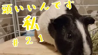 【モルモット】今日の親びんさん。頭使ってみました。#21【guineapig】